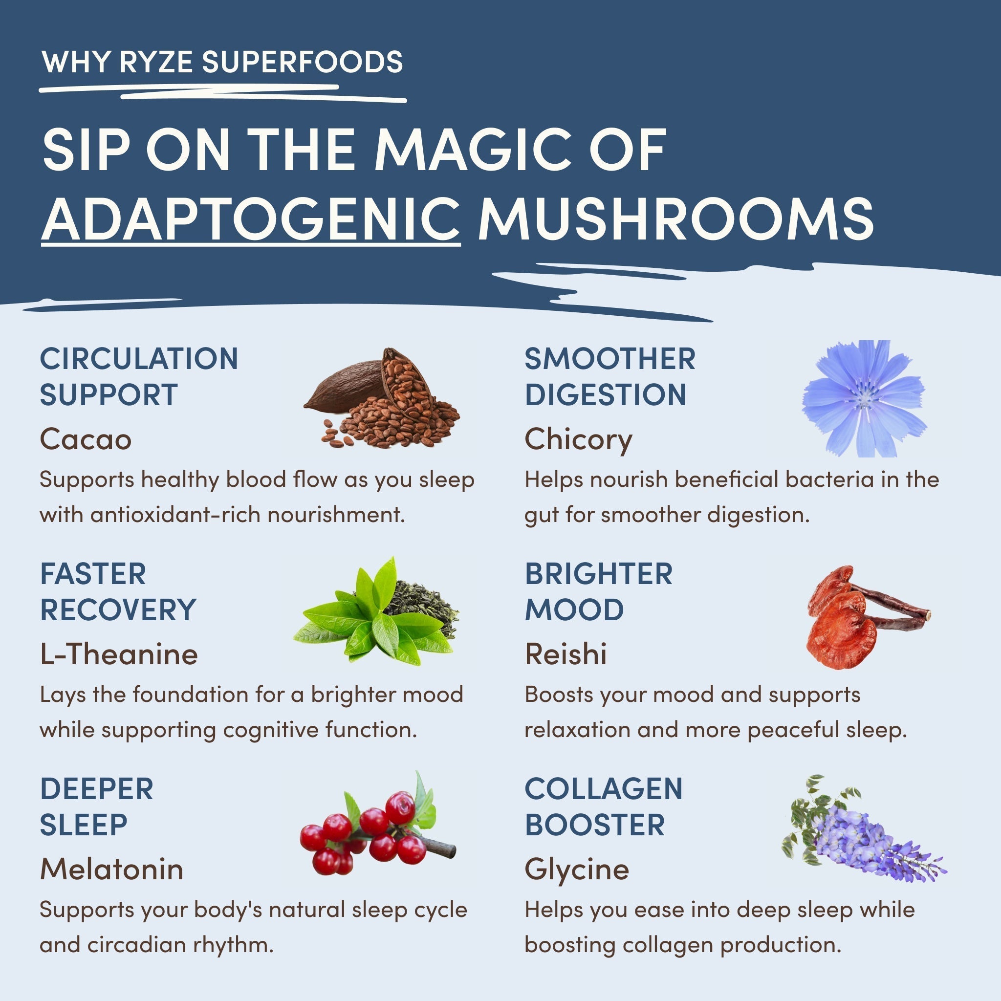 Mushroom Hot Cocoa (20 servings) E2