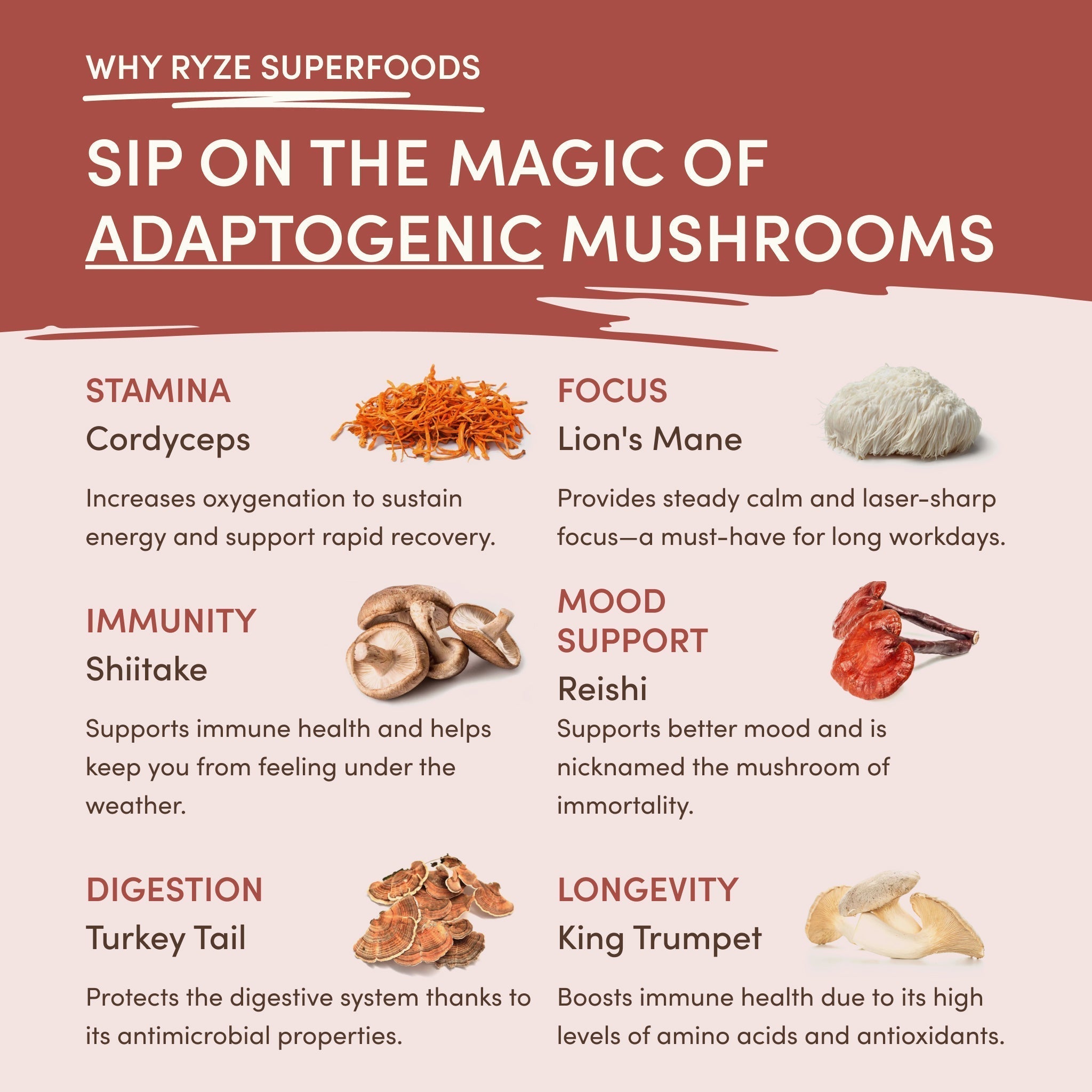 RYZE Mushroom Chicory — Organic Instant Chicory with Shitake & Lions mane, 30 Servings N4